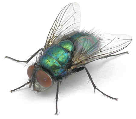 Calliphoridae