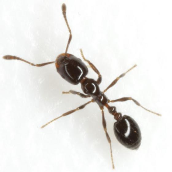 Monomorium Minimum