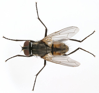Musca Domesticai