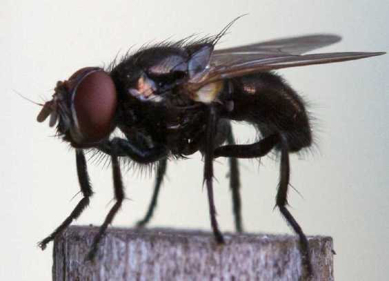 Ophyra Aenescens