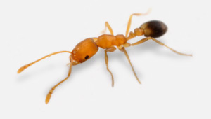 Pharaoh Ant