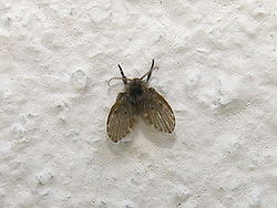 Psychodidae 