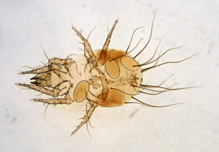 Acaridae