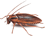 Cockroch