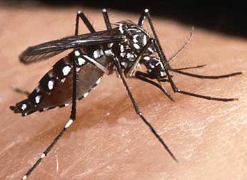 Dengue Aedes Aegypti