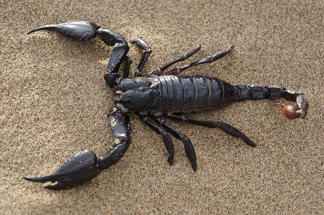Scorpions2