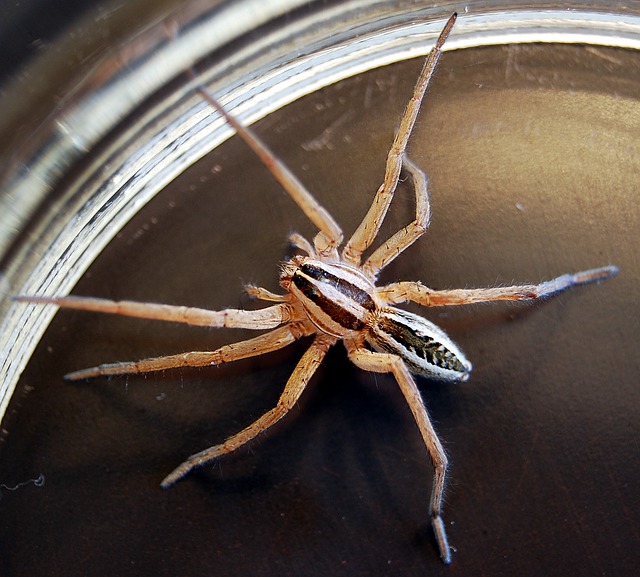 Spider2