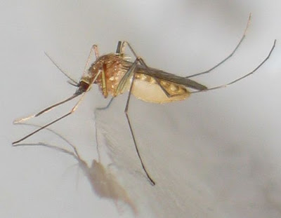 Culex Pipiens