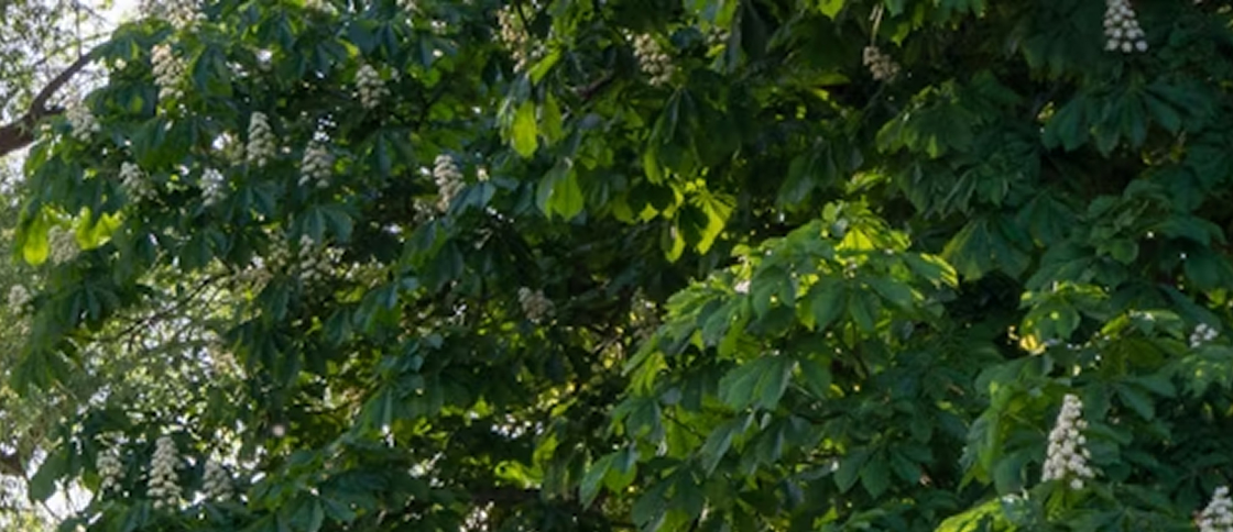 Image 23
